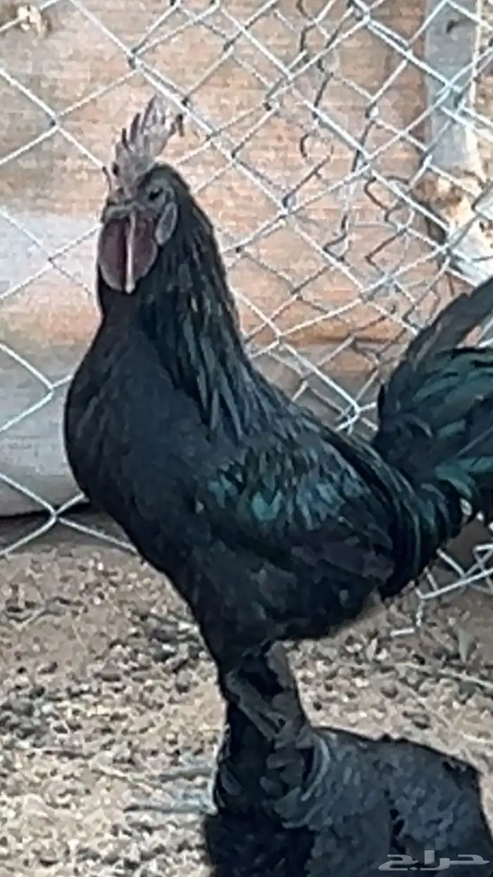 دجاج أندونيسي لامبورجيني 0