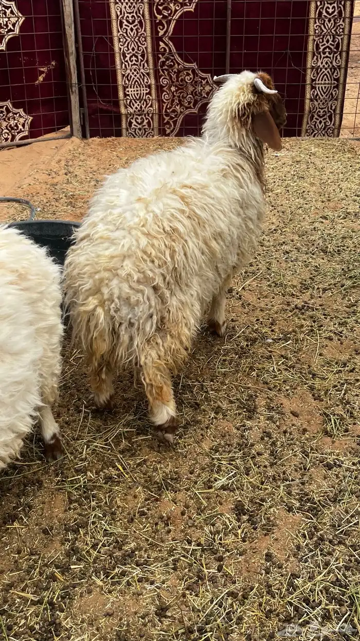 نعيم فواخر للبيع 6