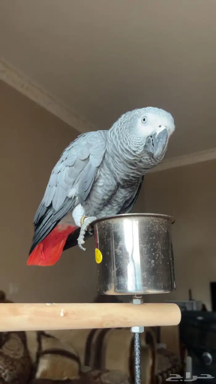 كاسكو اليف ومتكلم مليان كلام 1