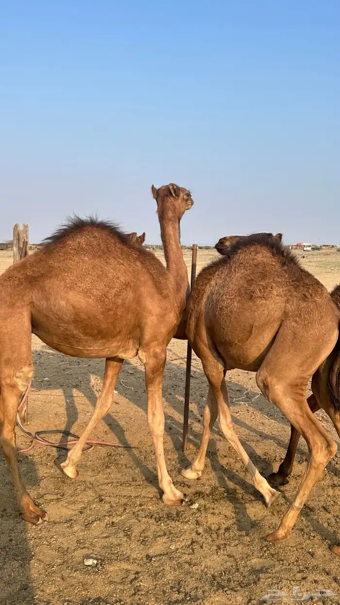 قعدان طيبة 1