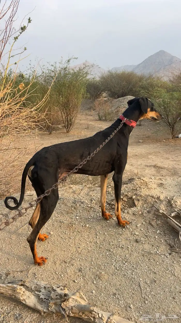 اسلوقي ل البدل 0