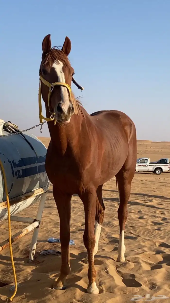 حصان كفو للبيع 0