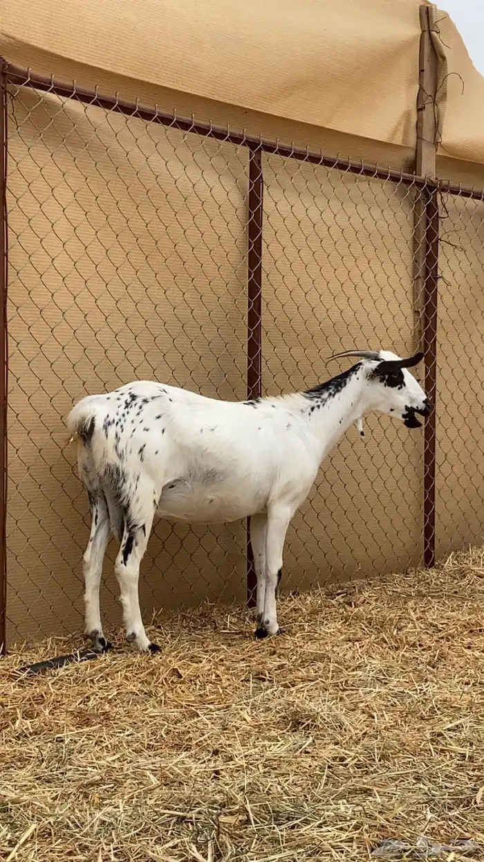 ماعز دفيع ومواليد جدة الغولا 4