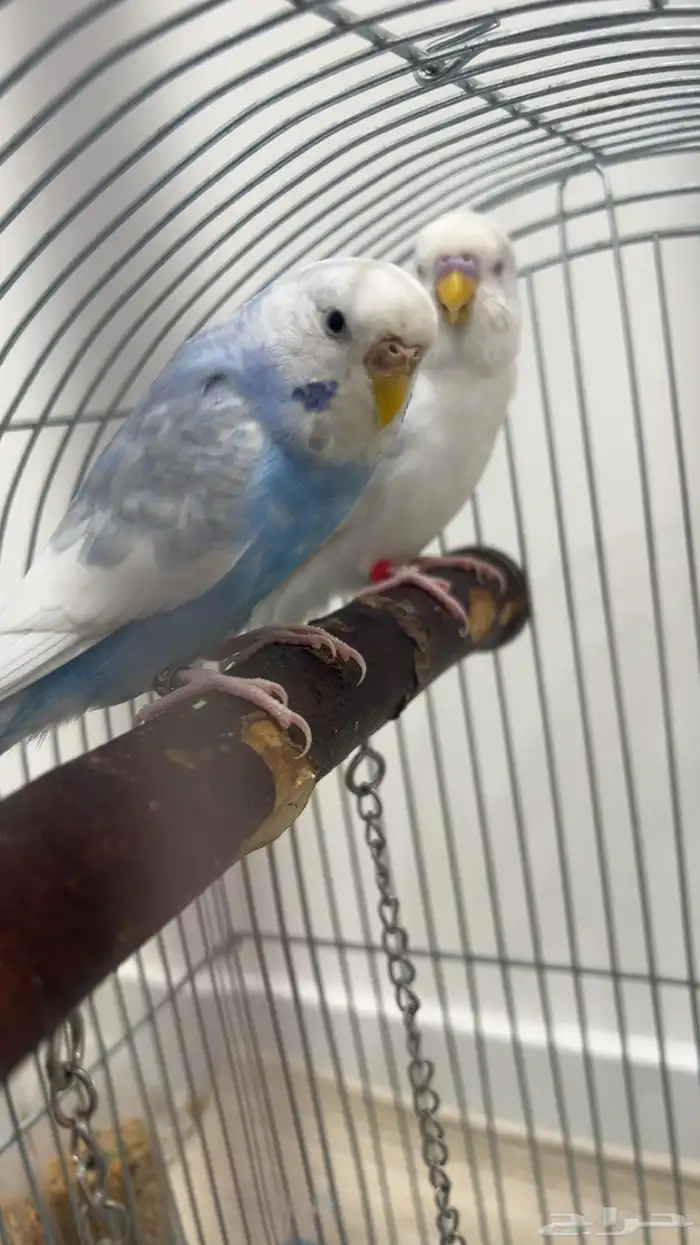 عصافير الحب ( البادجي ) 1