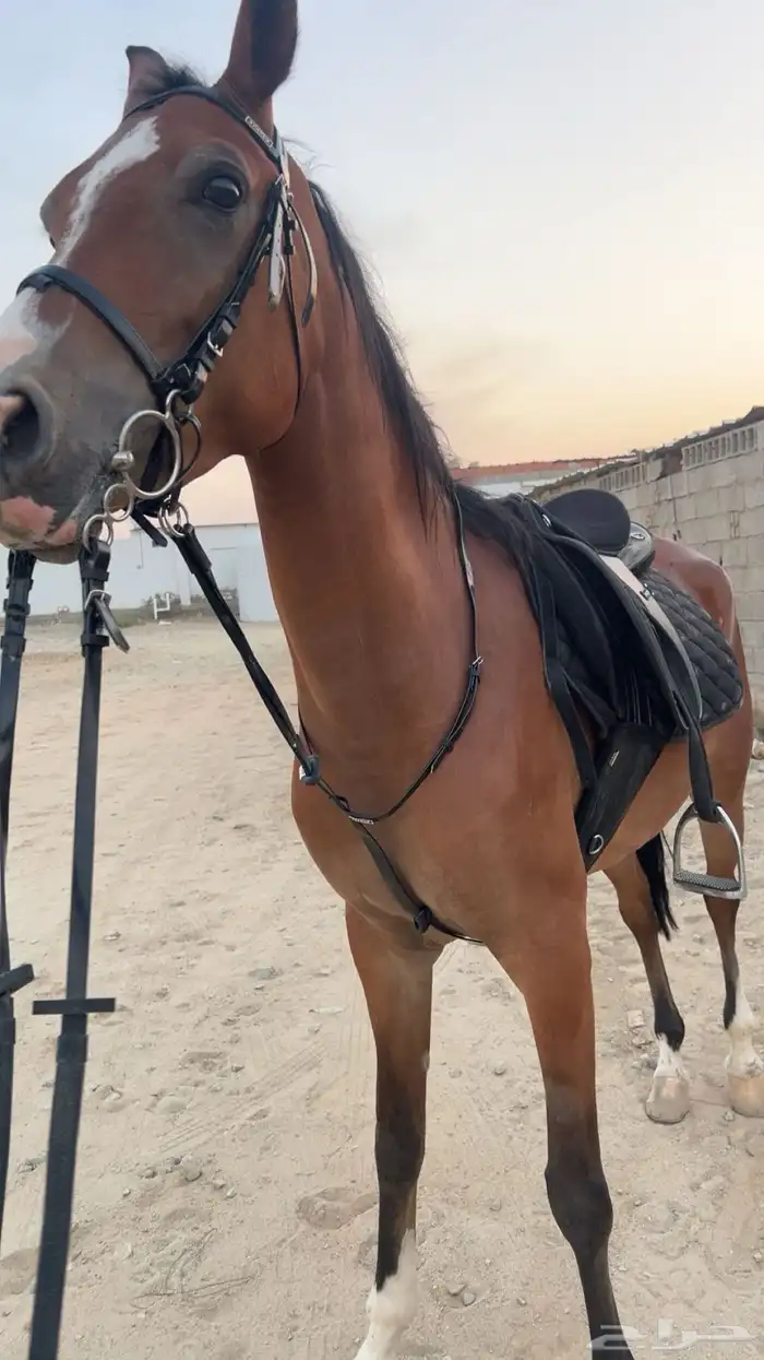 فرس شعبيه من فواخر الشعبي 0