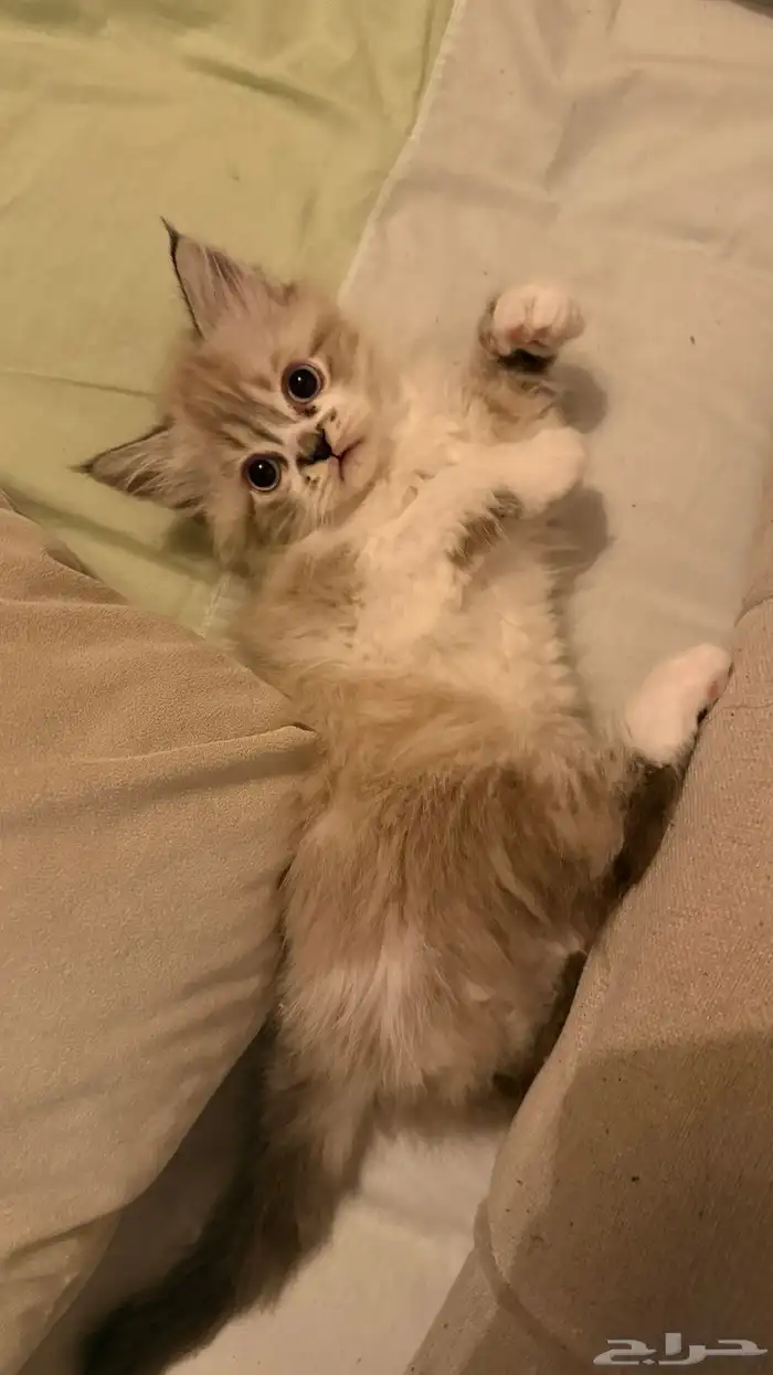 قطط آم  هملايا الاب شيرازي للبيع 3