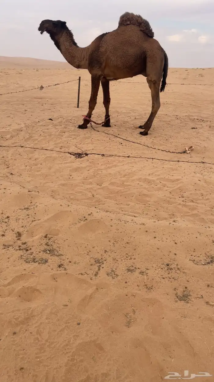 للبيع قعود توه داخل جذع 0