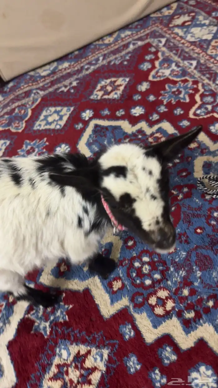 ماعز القزم التشيكي 1