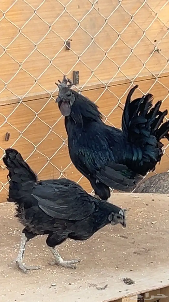 دجاج أندونيسي لامبورجيني 2