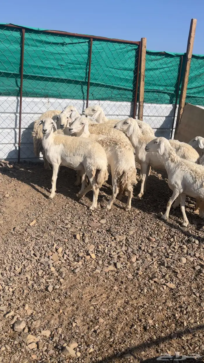 حريات والد 16