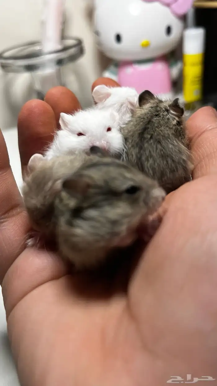 هامستر روسي الوان متعدده 0