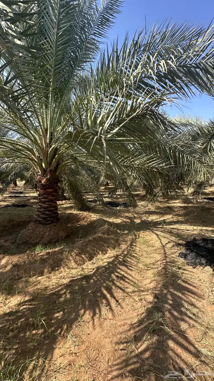 للبيع مزرعة وارض زراعية بالبدائع 1