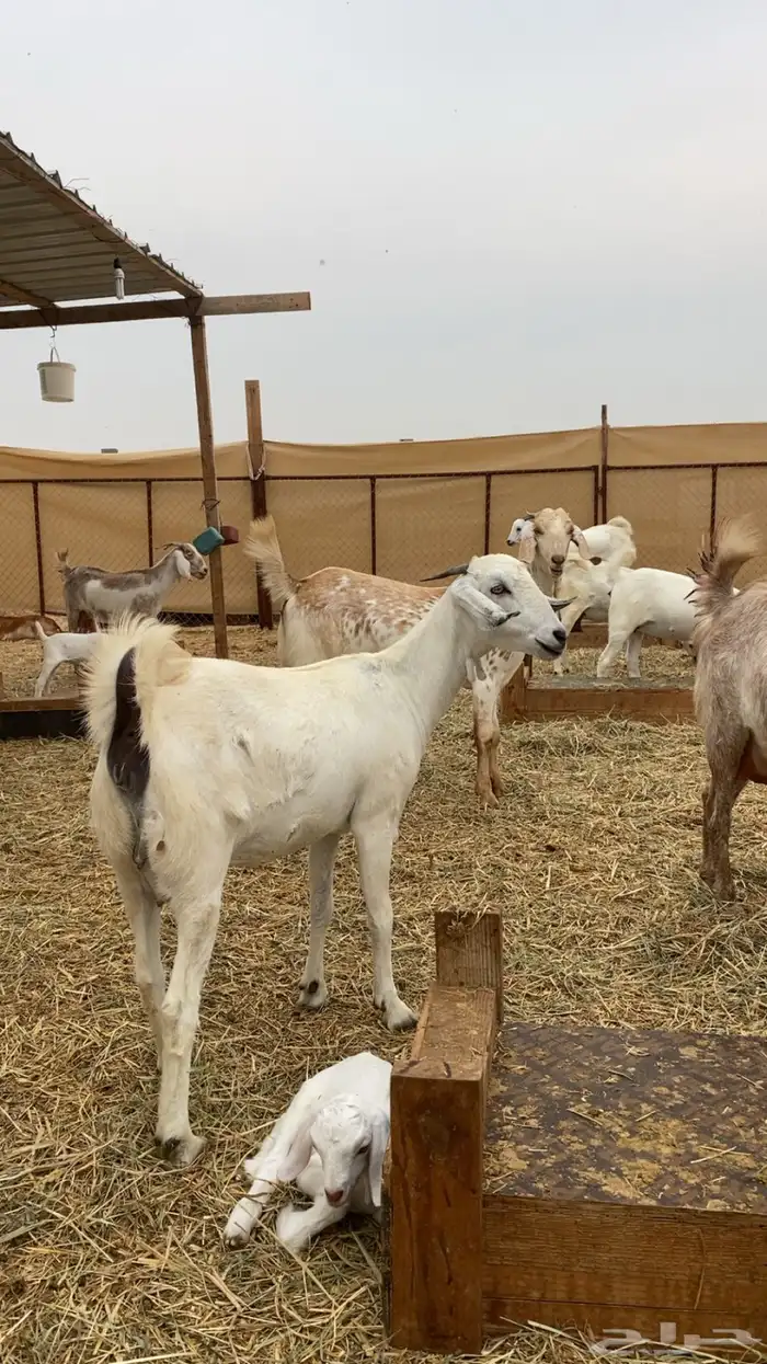 ماعز دفيع ومواليد جدة الغولا 5