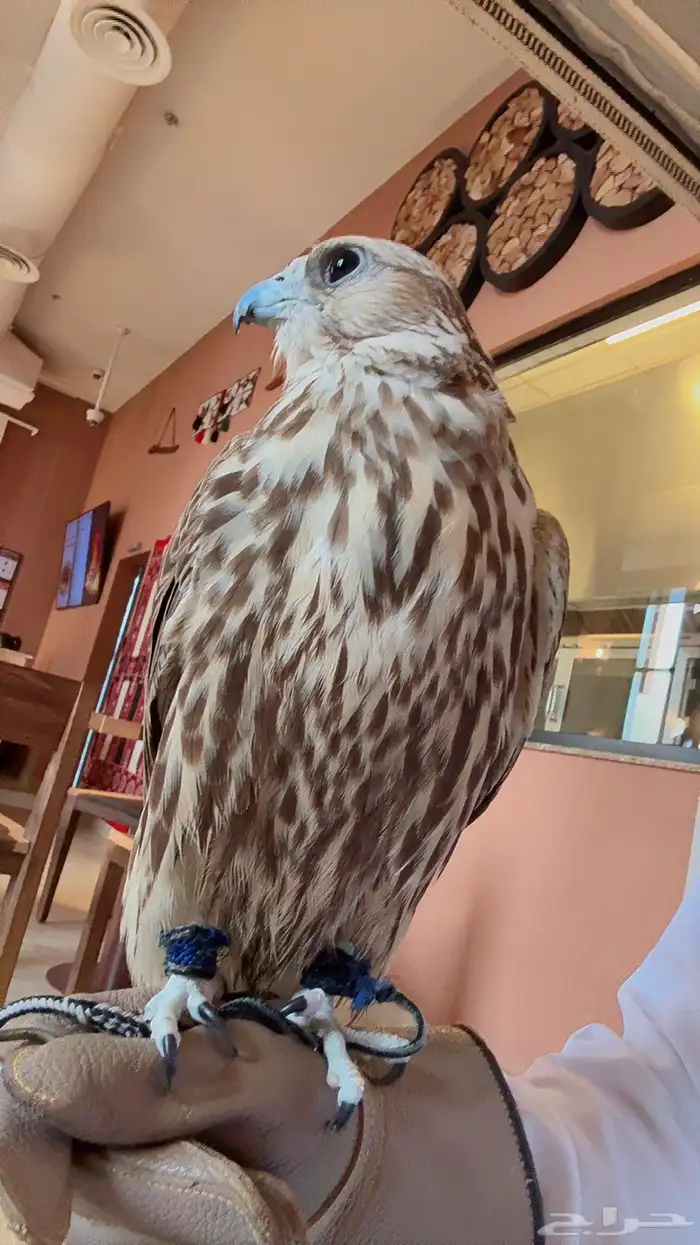 تأجير صقور 2