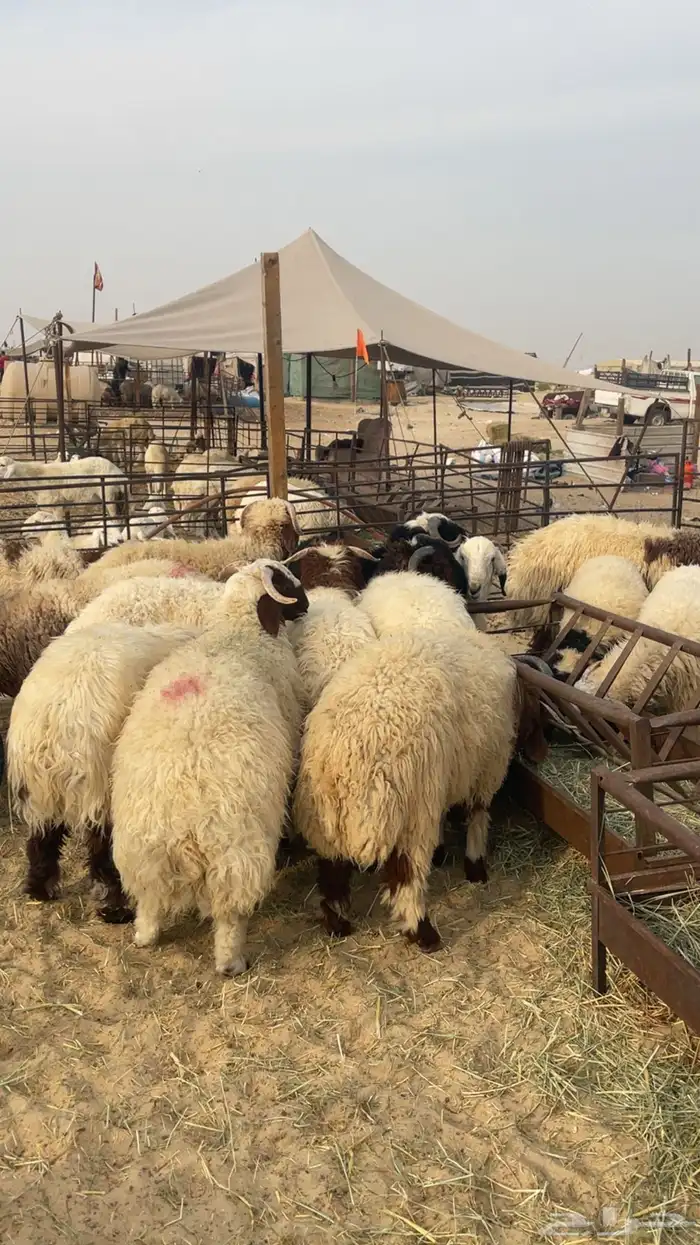 ذبايح حري نعيمي 0