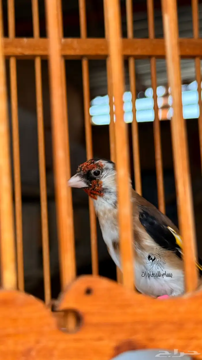 حسون سوري ماشاءالله تبارك الرحمن 4