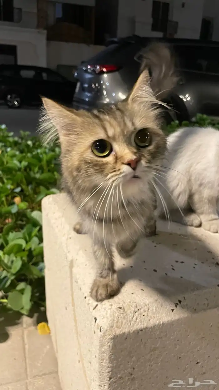 قطط تحتاج لأنقاذ عاجل 4