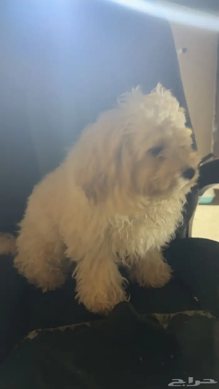 كلاب مكس بودل ومالتيز للتبني 1