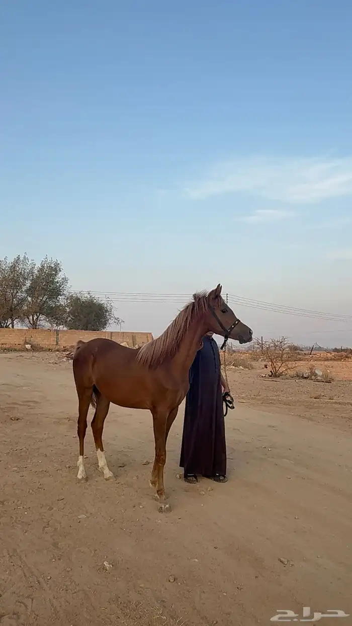 مهر شعبي شيخ 4