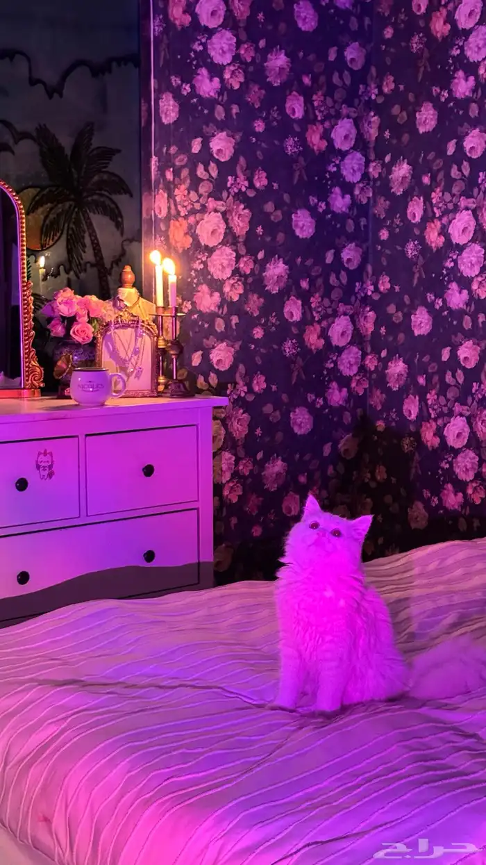 قطه للبيع نظيفه وهاديه انثى 1