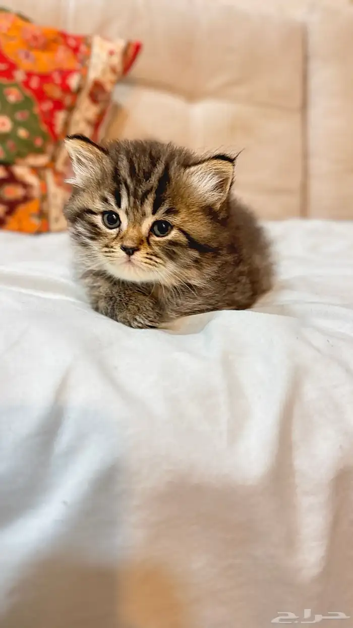 قطط للبيع 2
