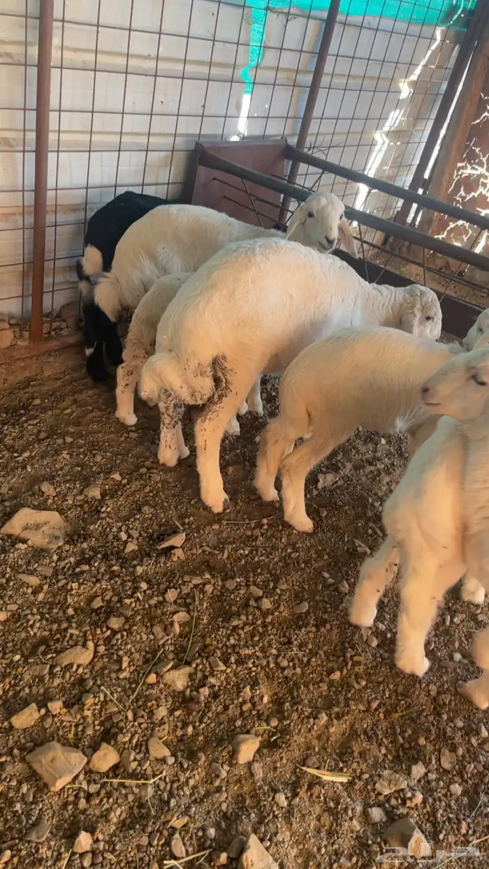 حريات والد 14