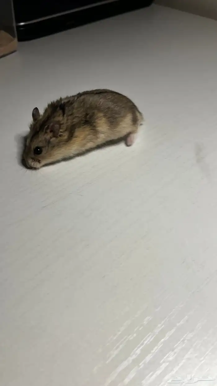 هامستر روسي الوان متعدده 10