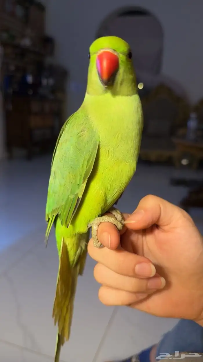 للبيع ببغاء الدرة أليف مناسب للأطفال 2