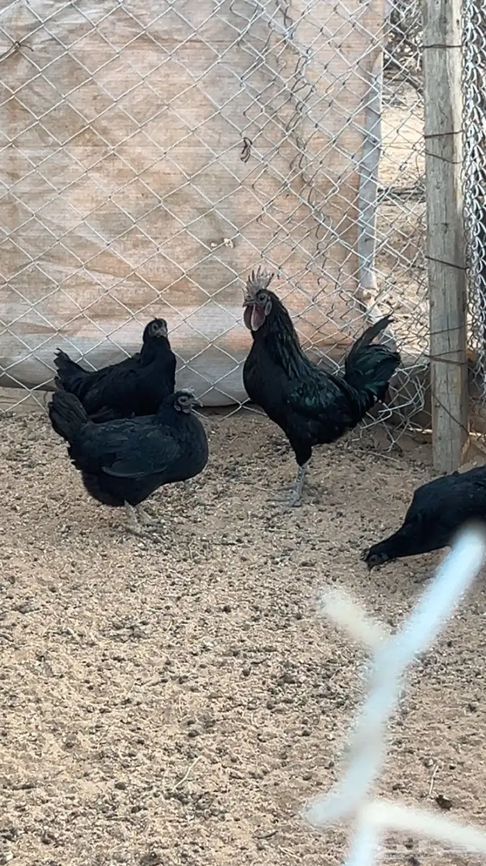 دجاج أندونيسي لامبورجيني 1