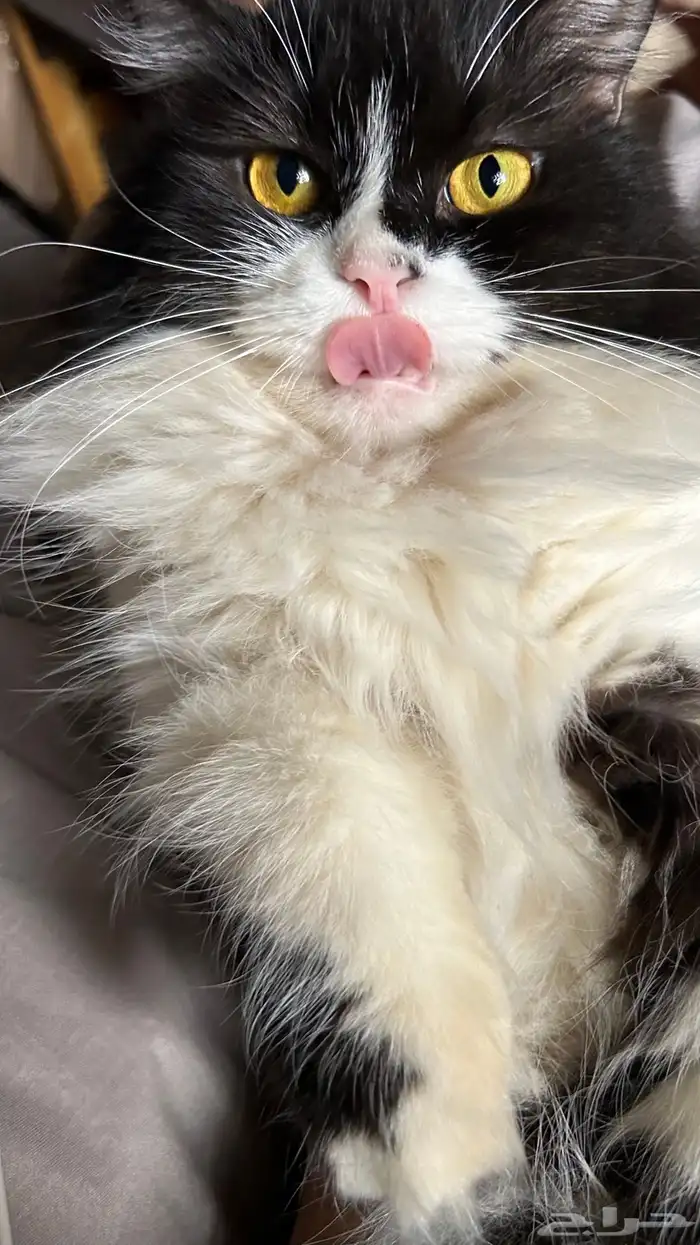 قطه للتزاوج 0