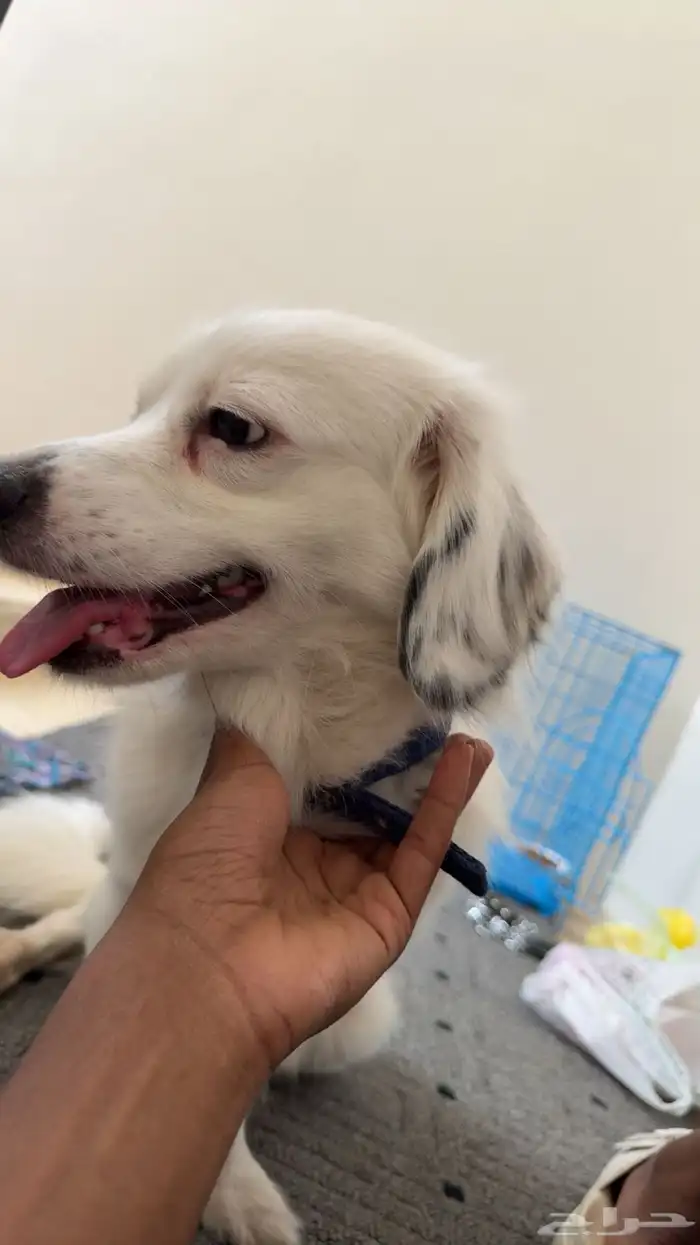 كلب ل تبني برسوم 9