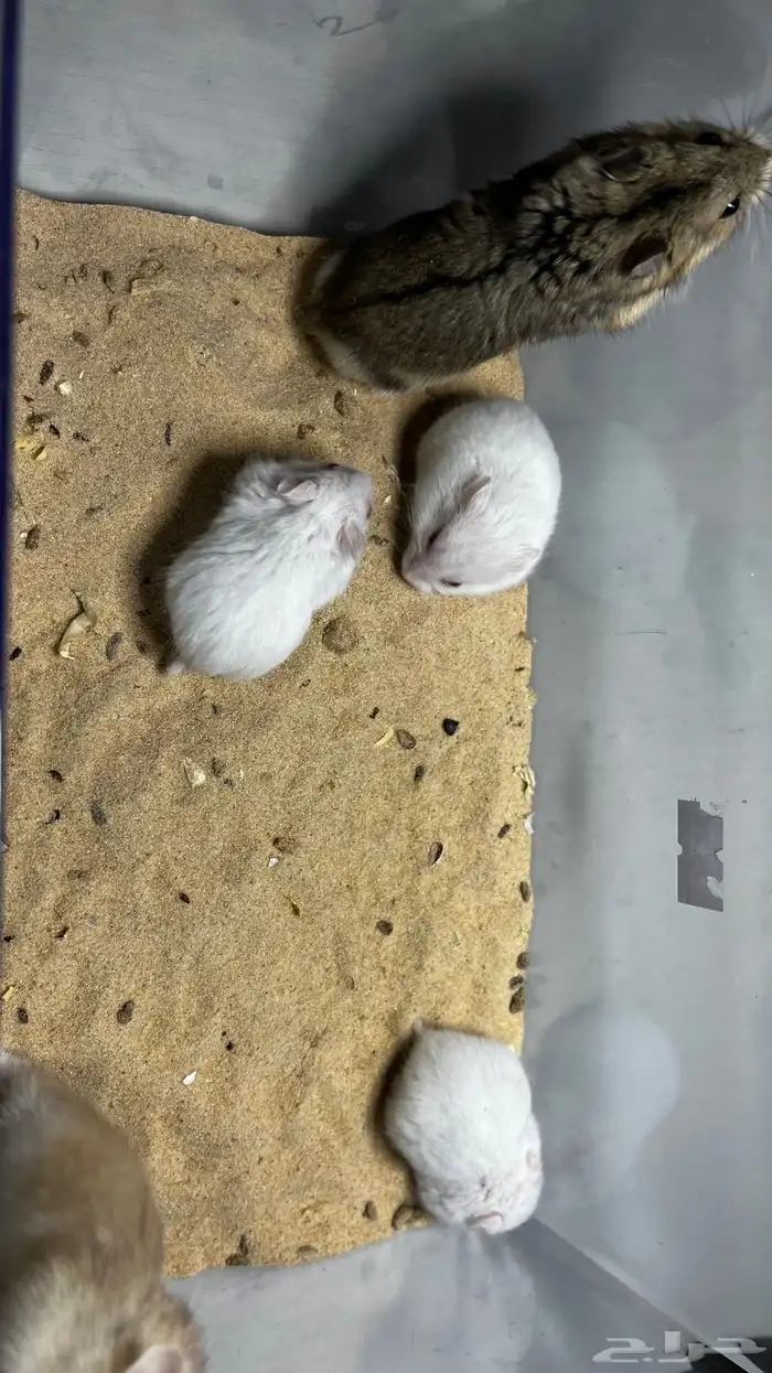 هامستر روسي الوان متعدده 9