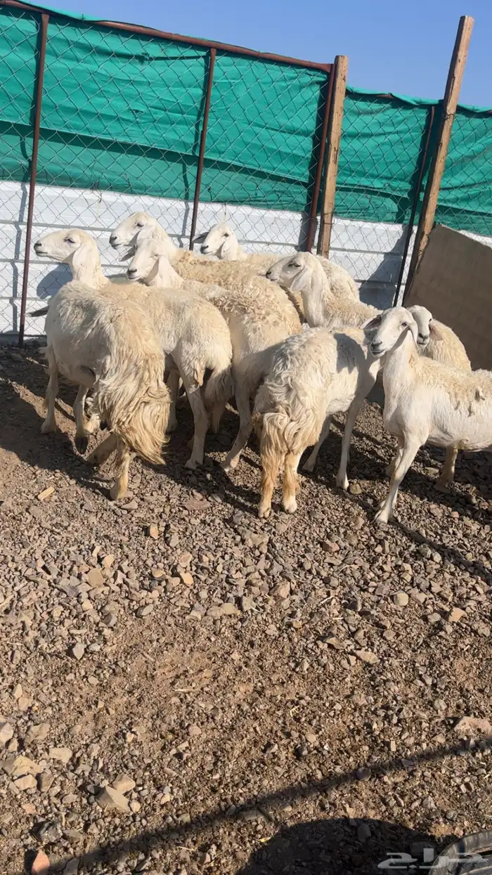 حريات والد 15