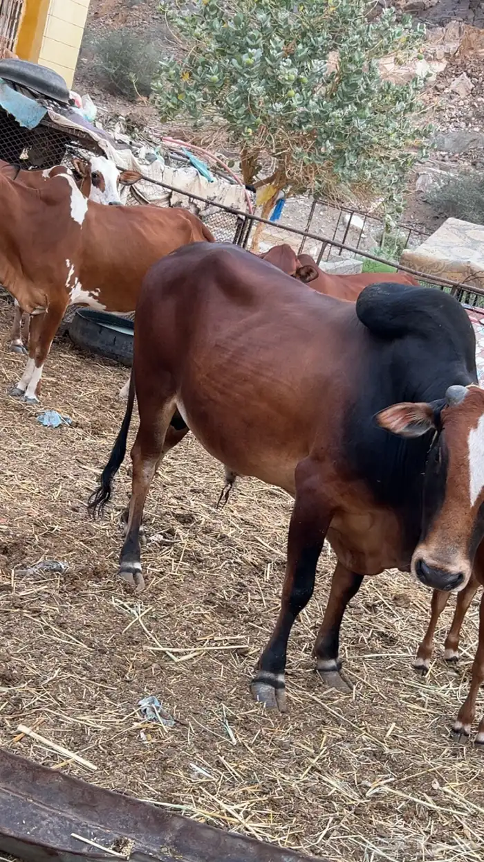 ثور العمر سنتين. 1