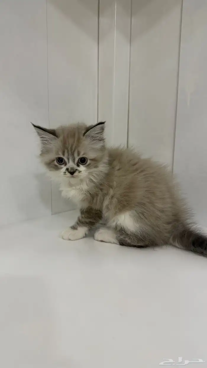 قطط آم  هملايا الاب شيرازي للبيع 7