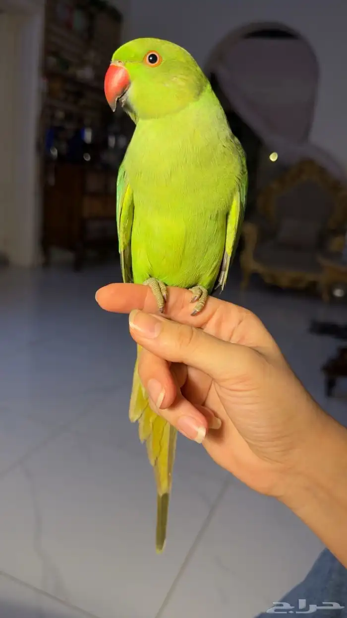 للبيع ببغاء الدرة أليف مناسب للأطفال 1