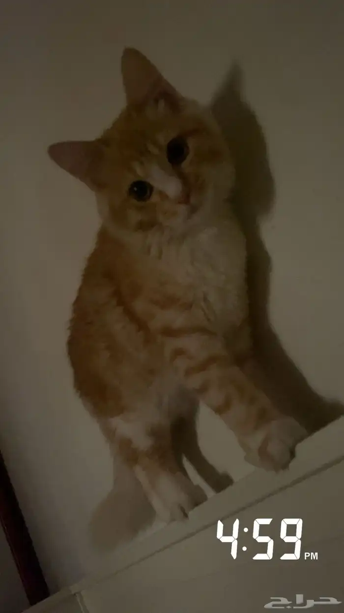 قطة للبيع قابل للتفاوض 1