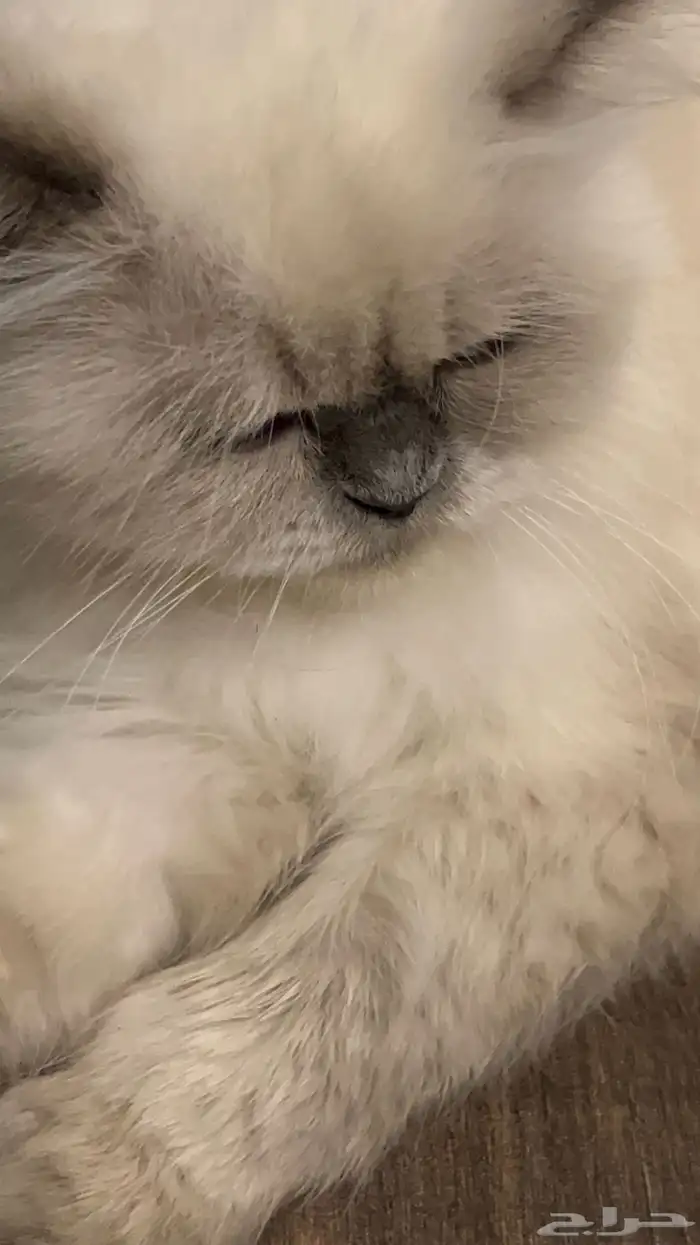 قطوه للتبني 0