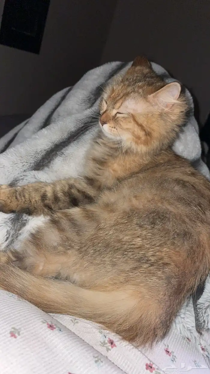 قطه مفقوده ضاحية الجبيل حي العزيزية 2