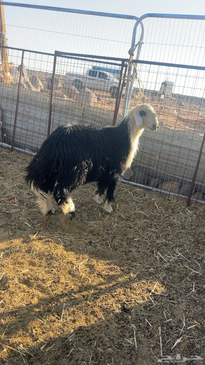 نجد مراح واحد جدعان خرفان العدد 5 2