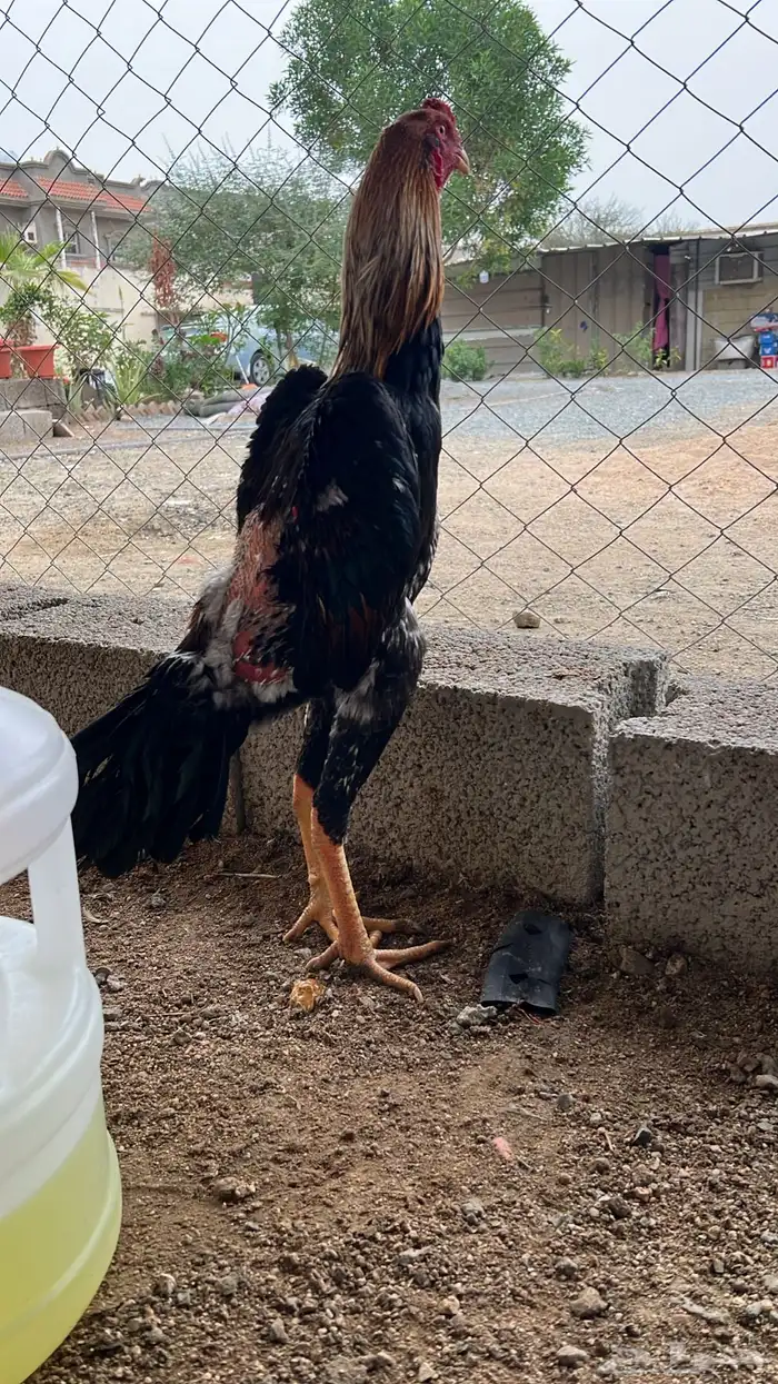 ديك شامو ياباني تب 4