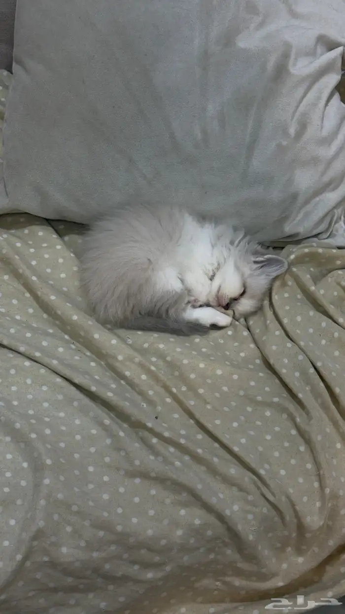 قطط آم  هملايا الاب شيرازي للبيع 1