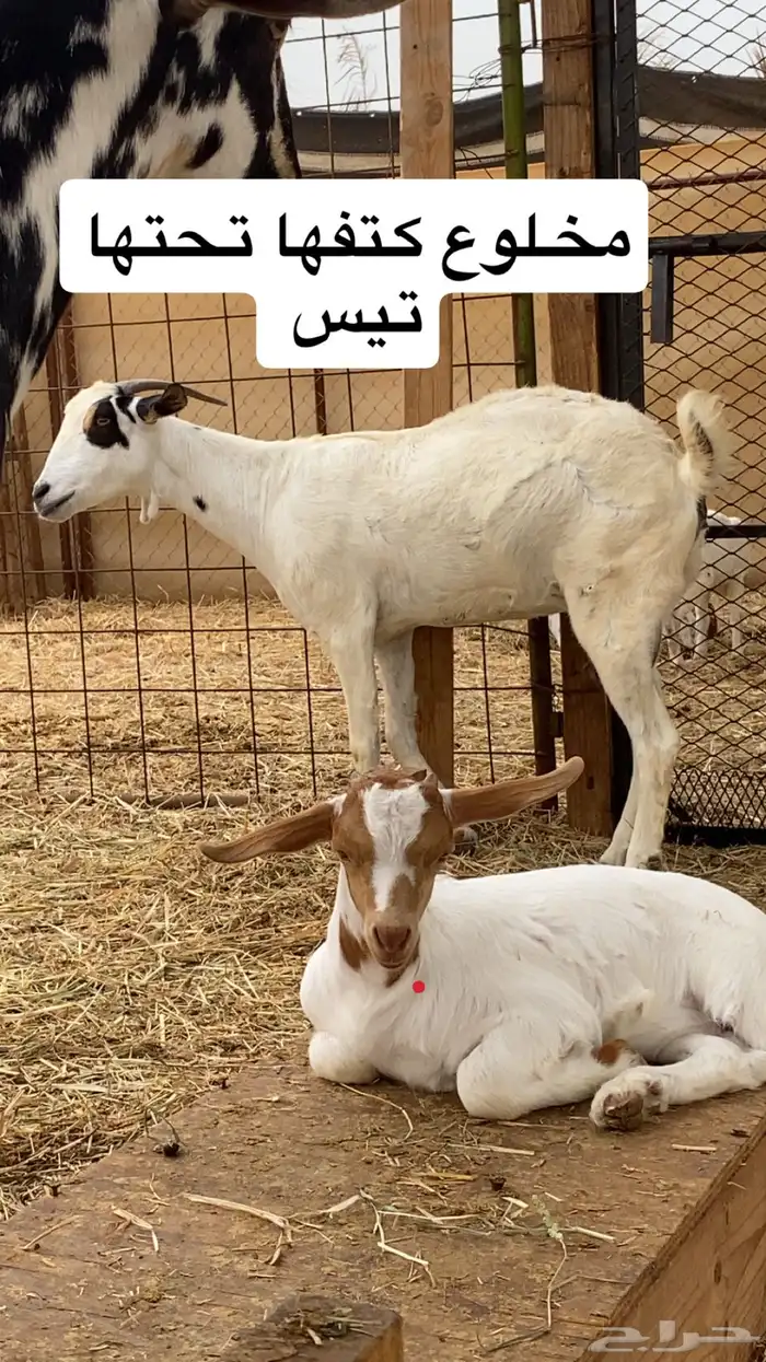 ماعز دفيع ومواليد جدة الغولا 3