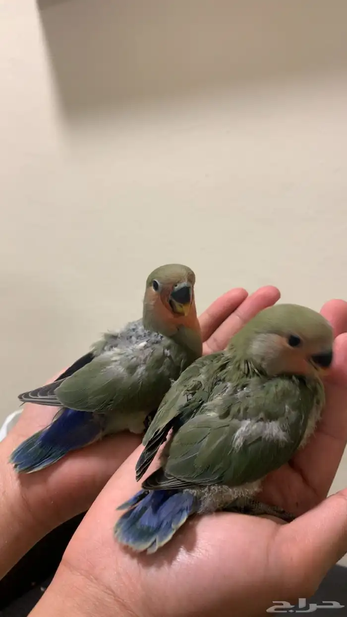 فروخ روز رد فيس قرين فاخر (مجانين غر) 0