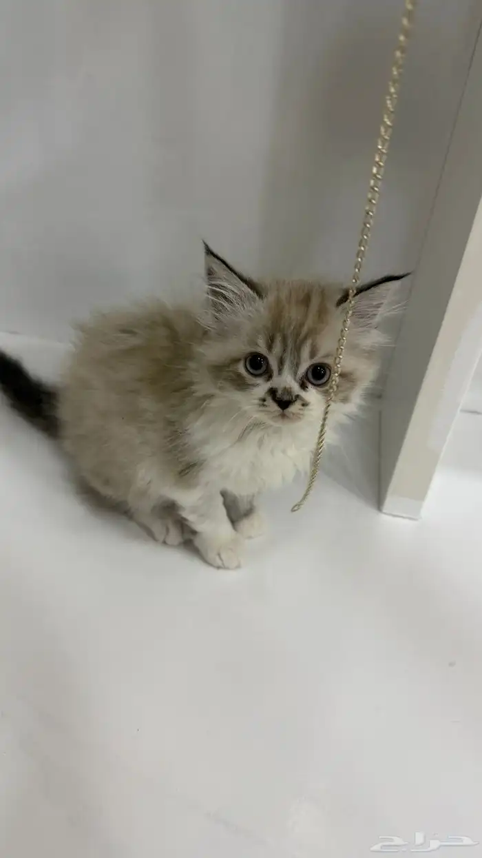 قطط آم  هملايا الاب شيرازي للبيع 8