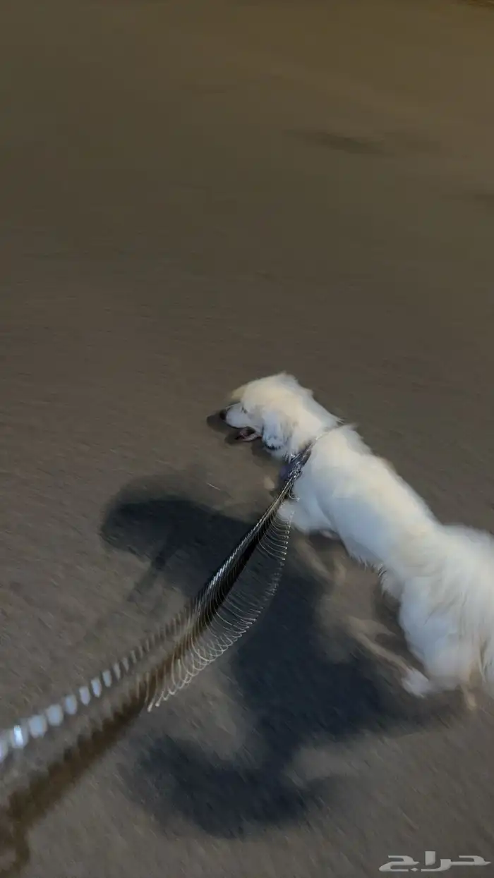 كلب ل تبني برسوم 7