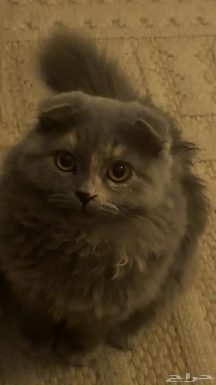 سكوتش فولد 0