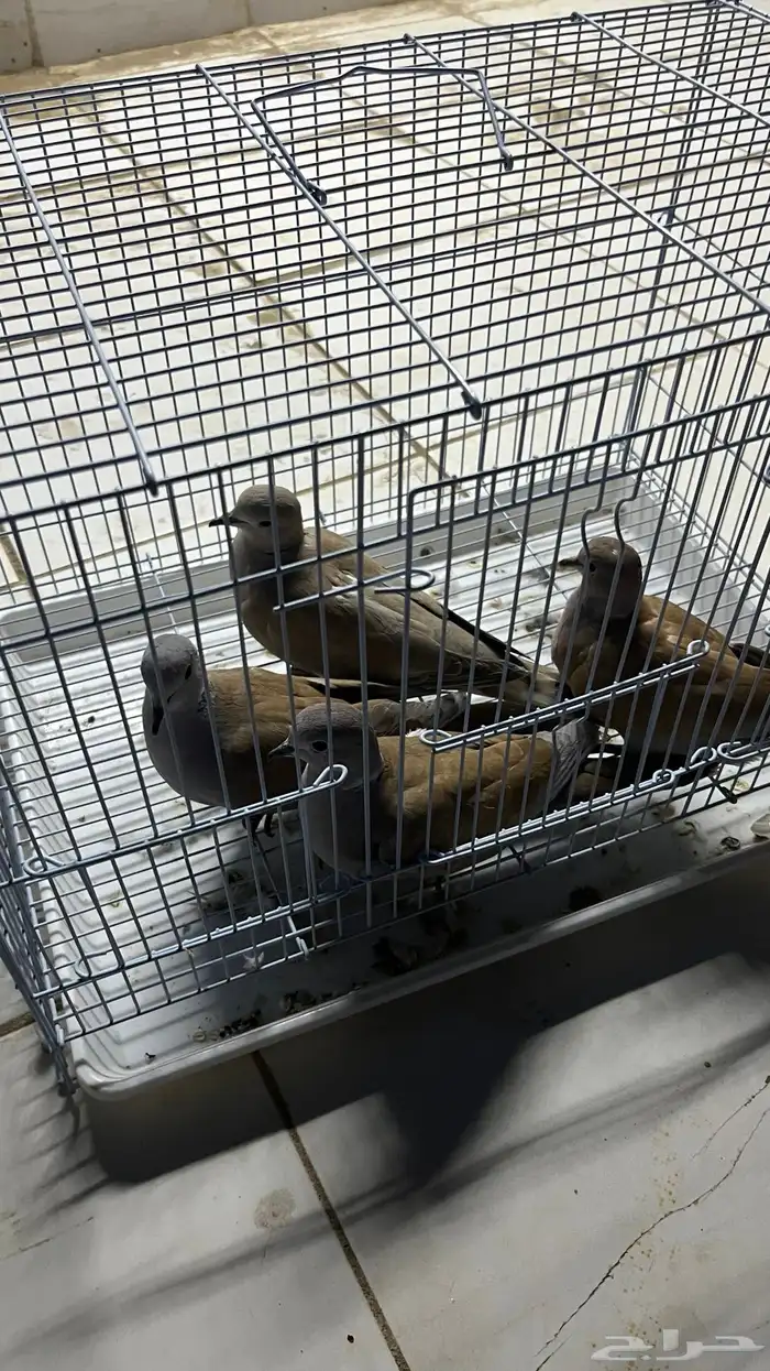 زوجين قمري هولندي منتج 4