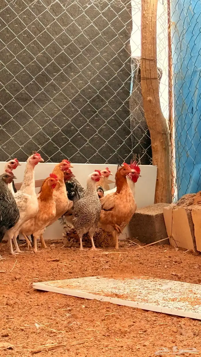 دجاج بلدي فيومي 0