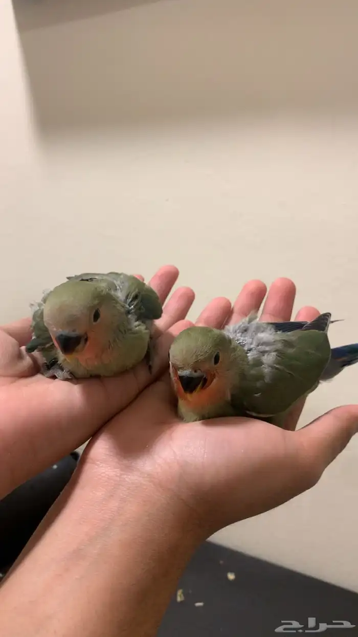 فروخ روز رد فيس قرين فاخر (مجانين غر) 3